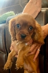 King Charles cavalier puppies