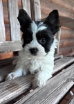 APRI registered YORKIES