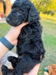 F2B Goldendoodle Puppies