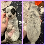 Blue Heeler Puppies