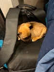 Puppies need to be rehomed