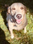 American Labrador
