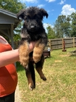 German shepherd puppies