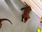 Lab/GSP mix! 7 weeks old vaccinated and wormed puppies!