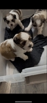 super cute shih tzu puppies