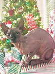 Sphynx Cat