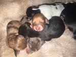 Mini Longhair Dachshunds