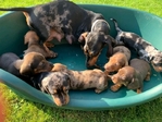 Miniature Dachshund puppies