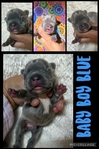 French Bulldog puppies