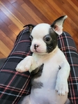 Beautiful Boston Terrier