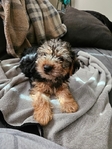 Sweet Little Shorkie-Poos *Updated*