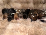 Mini Longhair Dachshunds