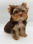 AKC Mini Male Chocolate & Tan Yorkie