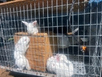 New Zealand Rabbits