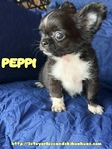 AKC Male Longcoat Applehead Chihuahuas
