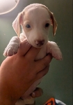 Miniature Daschund