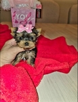 Teacup Yorkie Puppies