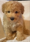 Miniature Poodle