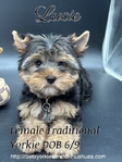 Gorgeous Traditional Female Yorkie Puppu