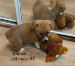 Pembroke corgis AKC adults & pups