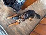 AKC GSD Male Dog