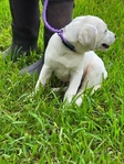 Cream White Obedience Trained Labrador Female