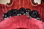 AKC Toy/Miniature Schnauzer Puppies.