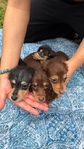Beautiful Mini Dachshund Puppies