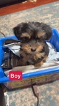 Gorgeous YorkiPoo Pups                              $800