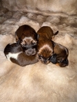 Mini Longhaired Dachshund Puppies