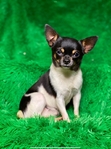 Rehoming Adult Male Applehead Chihuahua