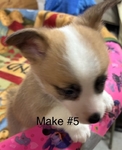 Pembroke corgi pups AKC