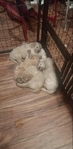 6 week old full blooded standard poodles
