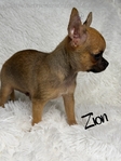 AKC XTiny Male Chihuahuas