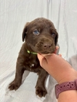 Chocolate Lab Puppies!