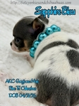 AKC Merle Longcoat & Blue Chihuahuas