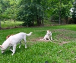 White German Shepherd & Lab/Shepherd