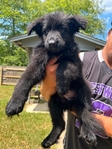 German shepherd puppies