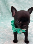 AKC Silky Micro Male Chihuahua