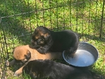 Free Belgian Malinois mix puppies