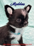 AKC  Stunning Longcoat Male Micro Chiuahuas