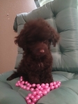 toy poodles $800