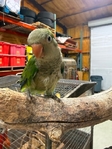 Baby Quakers, White Belly Caiques, and Flame Macaw