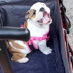 Male and Female English Bulldog Puppies For Sale