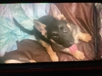 AKC GERMAN SHEPHERD PUPPY $800