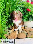 Mini Aussies
