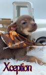 AKC Stunning Lilac & Tan male Chihuahua