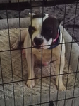Bully PitBull Puppies