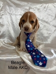 Beagle puppies AKC
