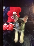 AKC GERMAN SHEPHERD PUPPY $800